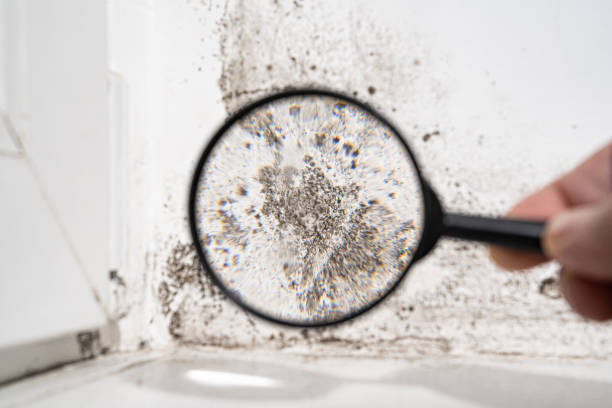 Best Air Quality Testing for Mold Spores  in Surgoinsville, TN